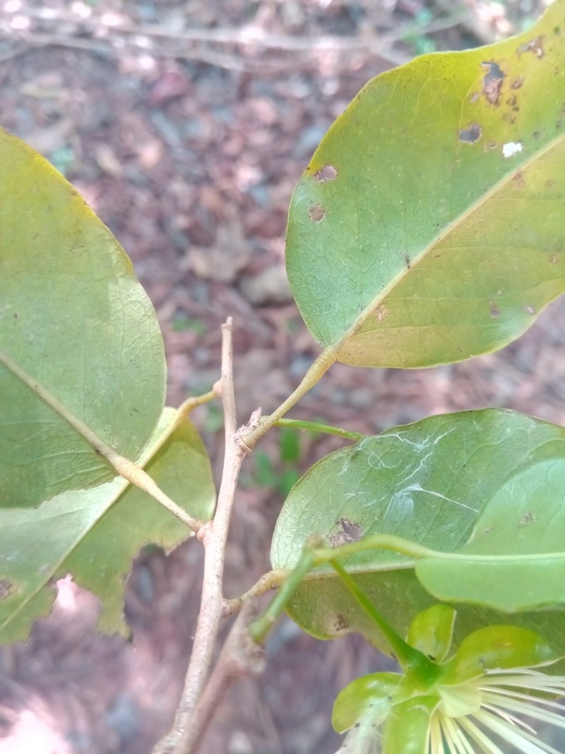 Maerua cylindrocarpa photo 3