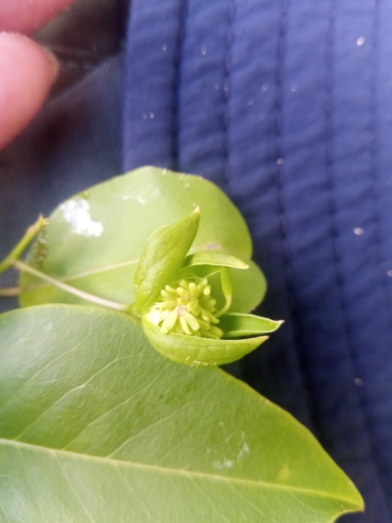 Maerua cylindrocarpa photo 4