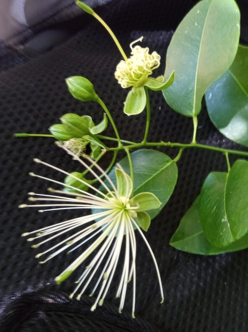 Maerua cylindrocarpa photo 5