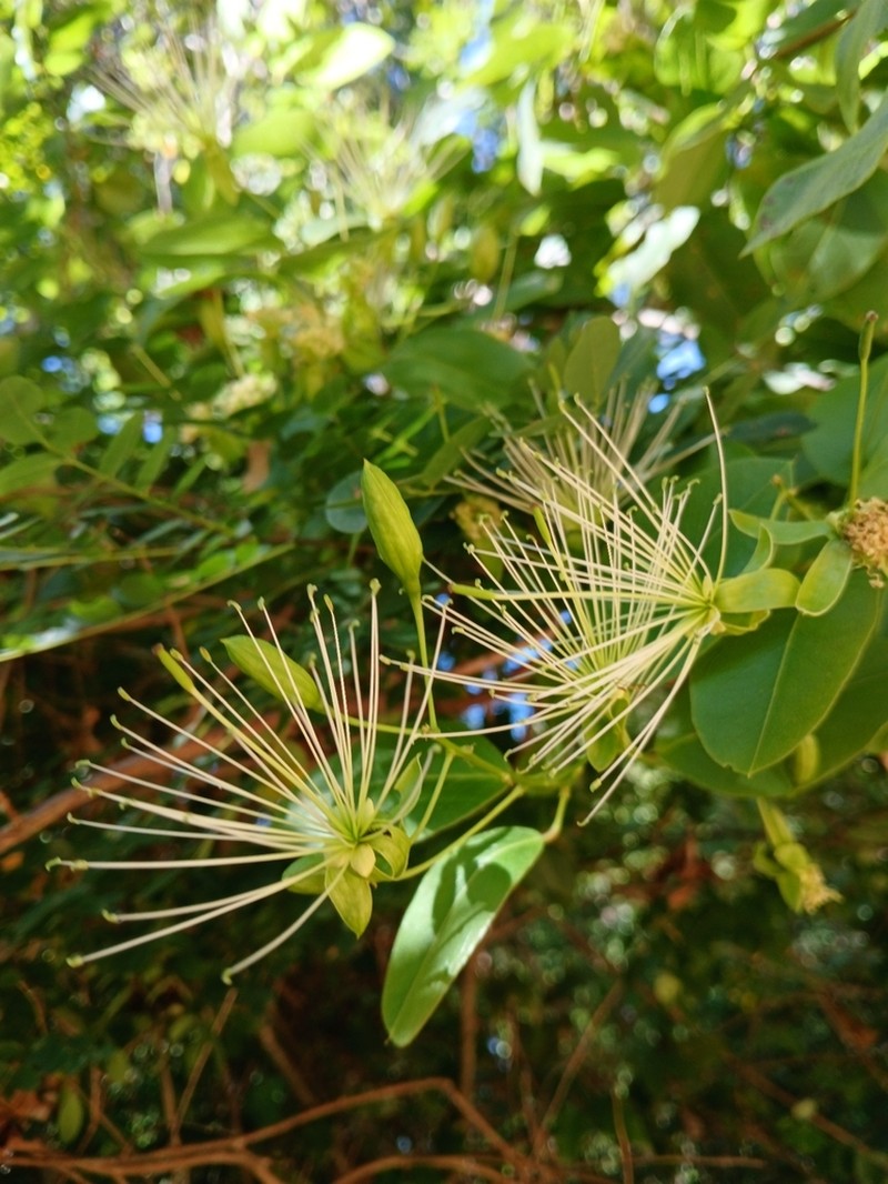 Maerua cylindrocarpa photo 6