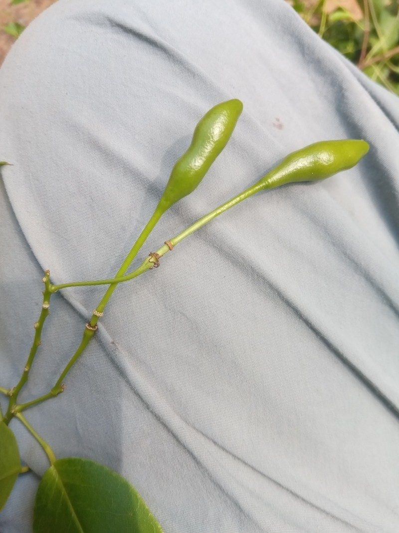Maerua cylindrocarpa photo 7
