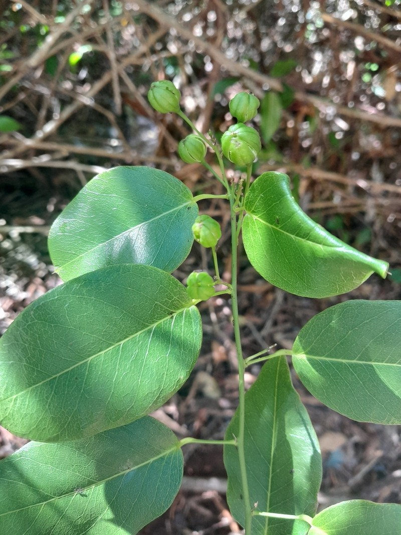 Maerua cylindrocarpa photo 8