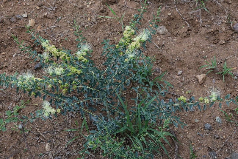Maerua decumbens