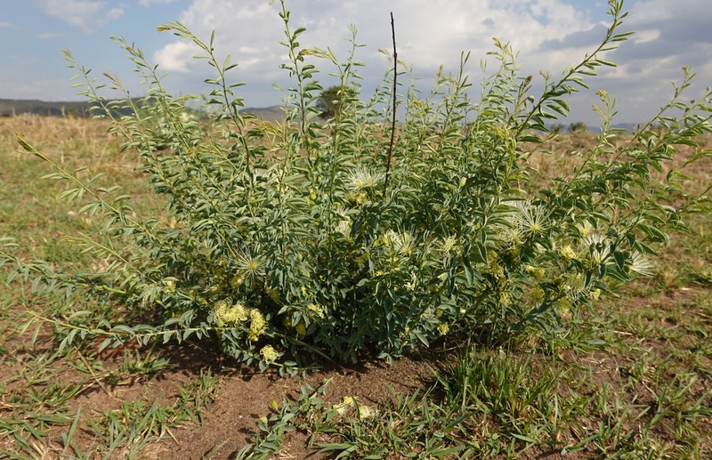 Maerua decumbens photo 2