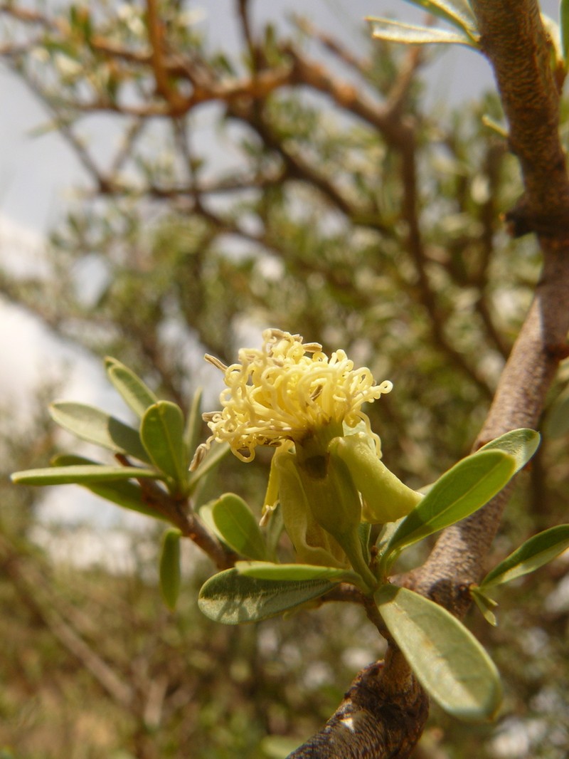 Maerua decumbens photo 3