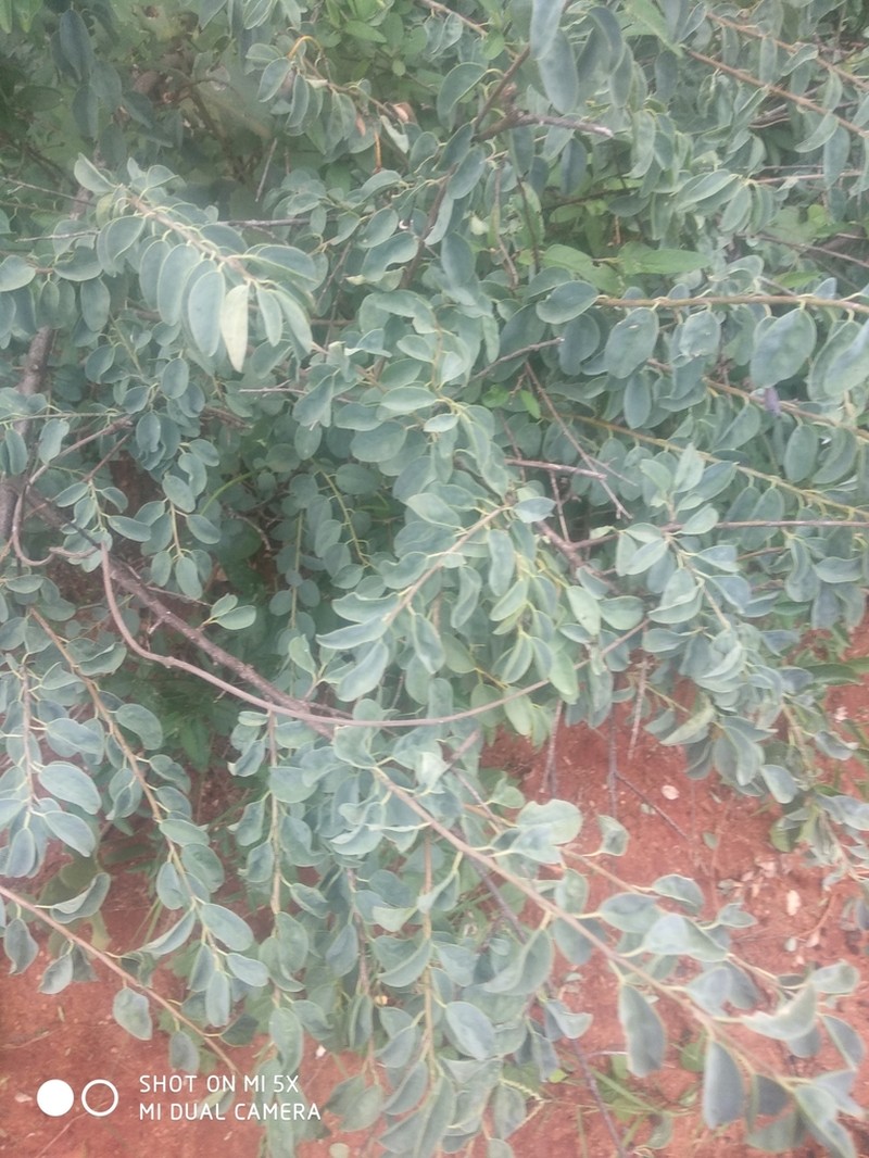 Maerua decumbens photo 4