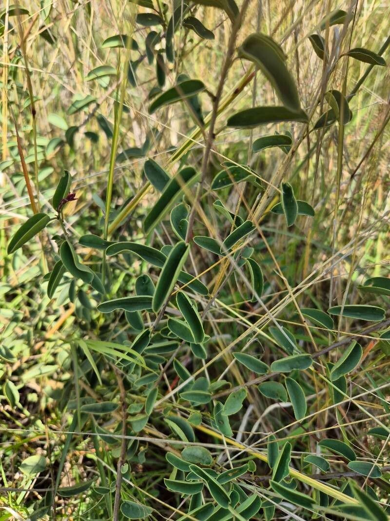 Maerua decumbens photo 5