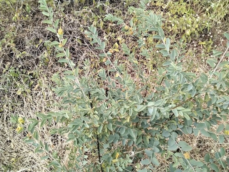 Maerua decumbens photo 6