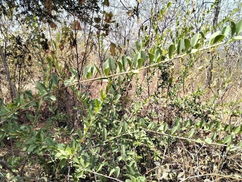 Maerua decumbens photo 7