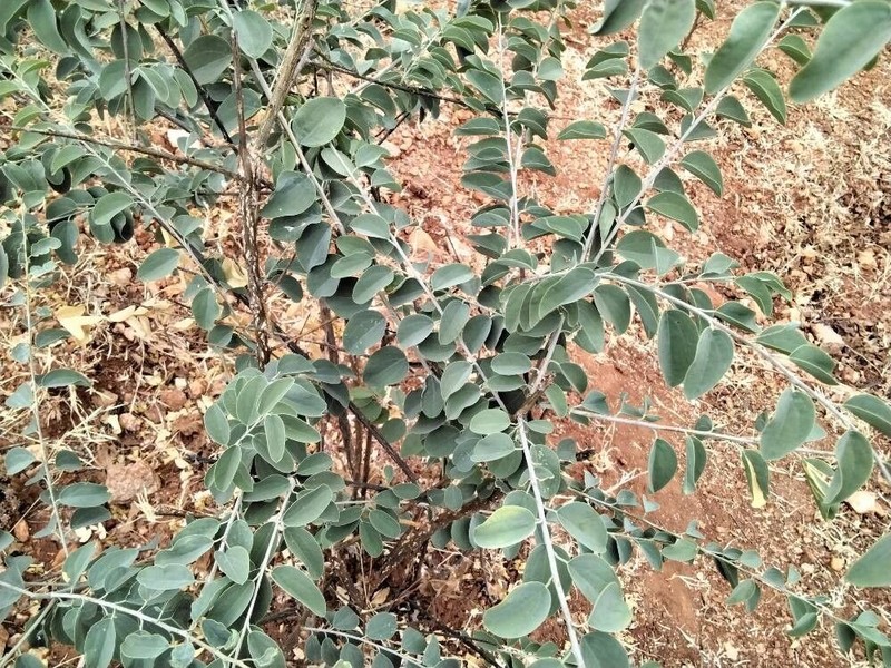 Maerua decumbens photo 8