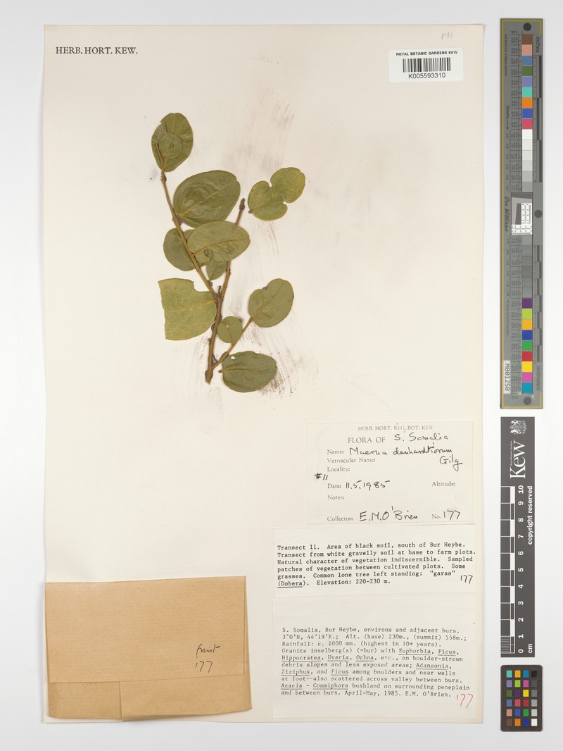 Maerua denhardtiorum