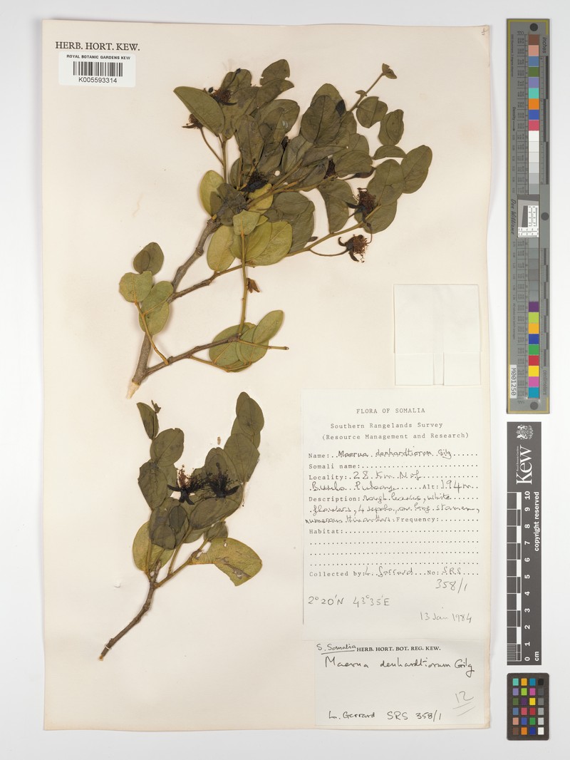 Maerua denhardtiorum photo 2