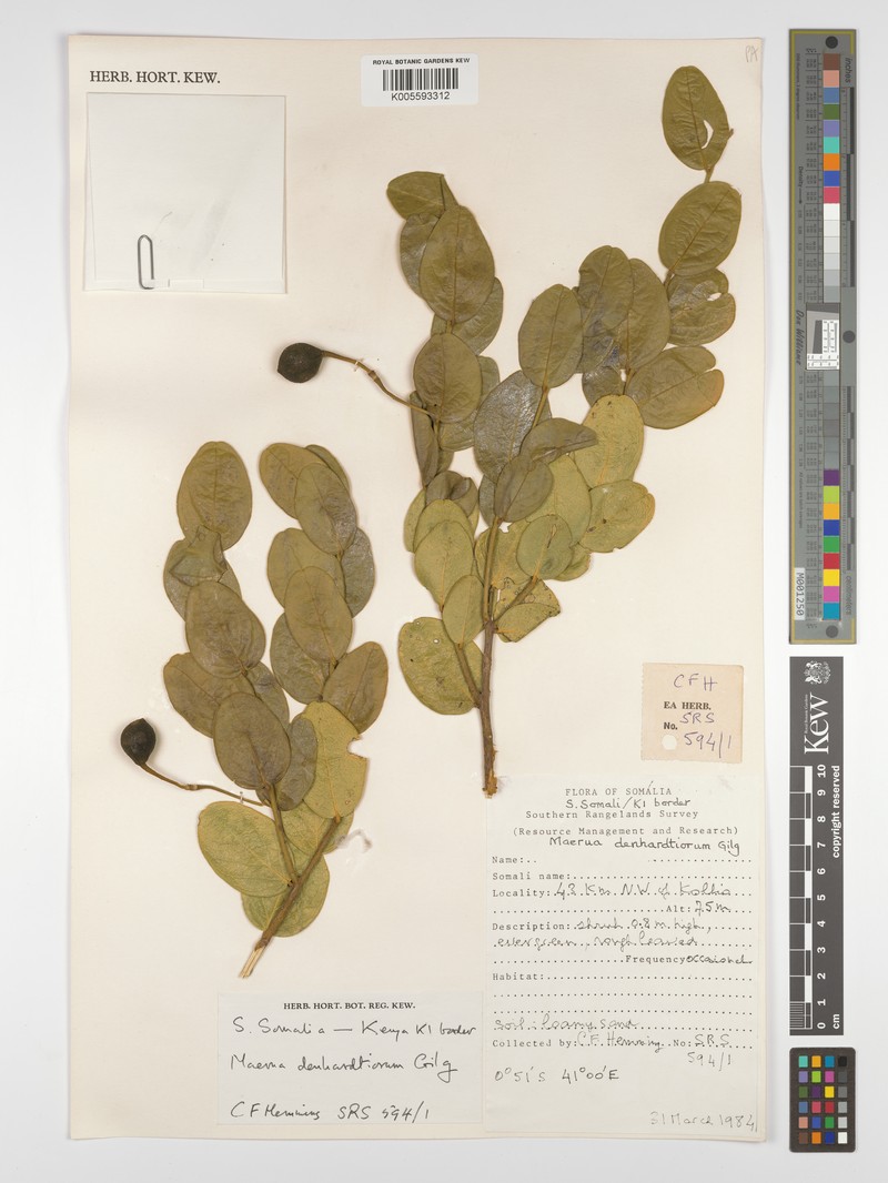Maerua denhardtiorum photo 3