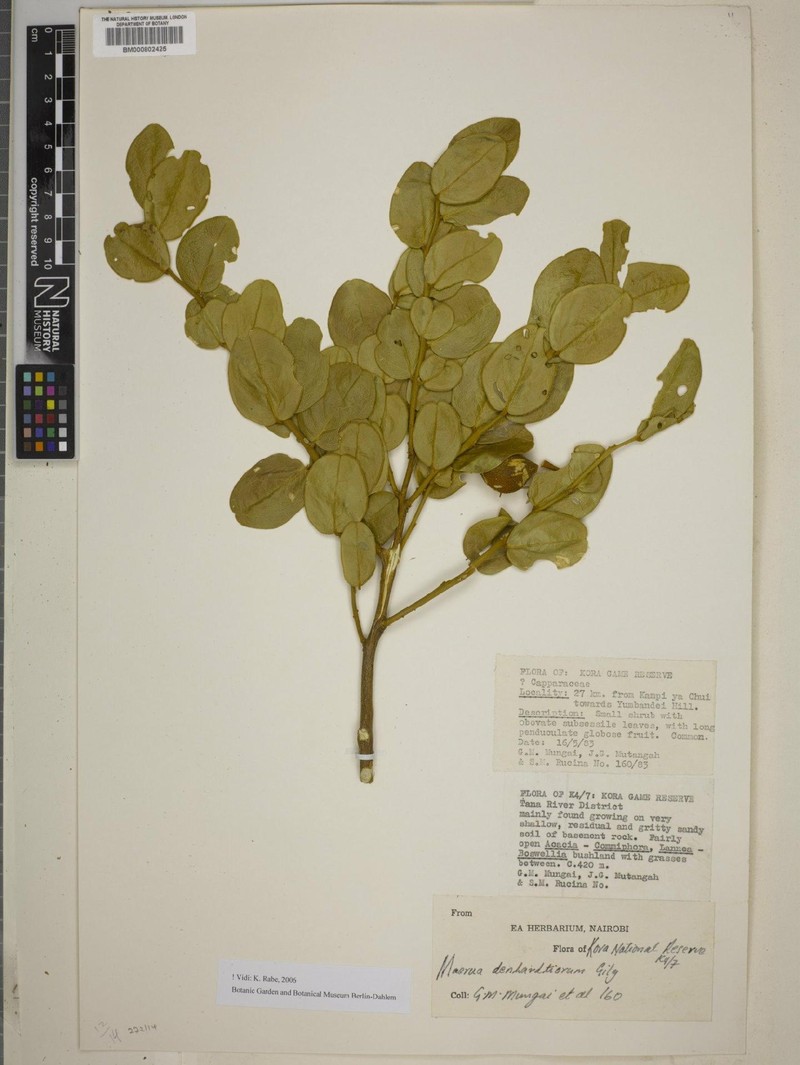 Maerua denhardtiorum photo 4