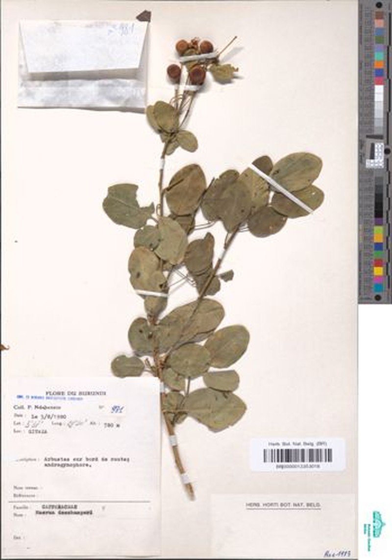 Maerua descampsii