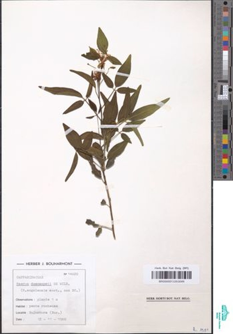 Maerua descampsii photo 2