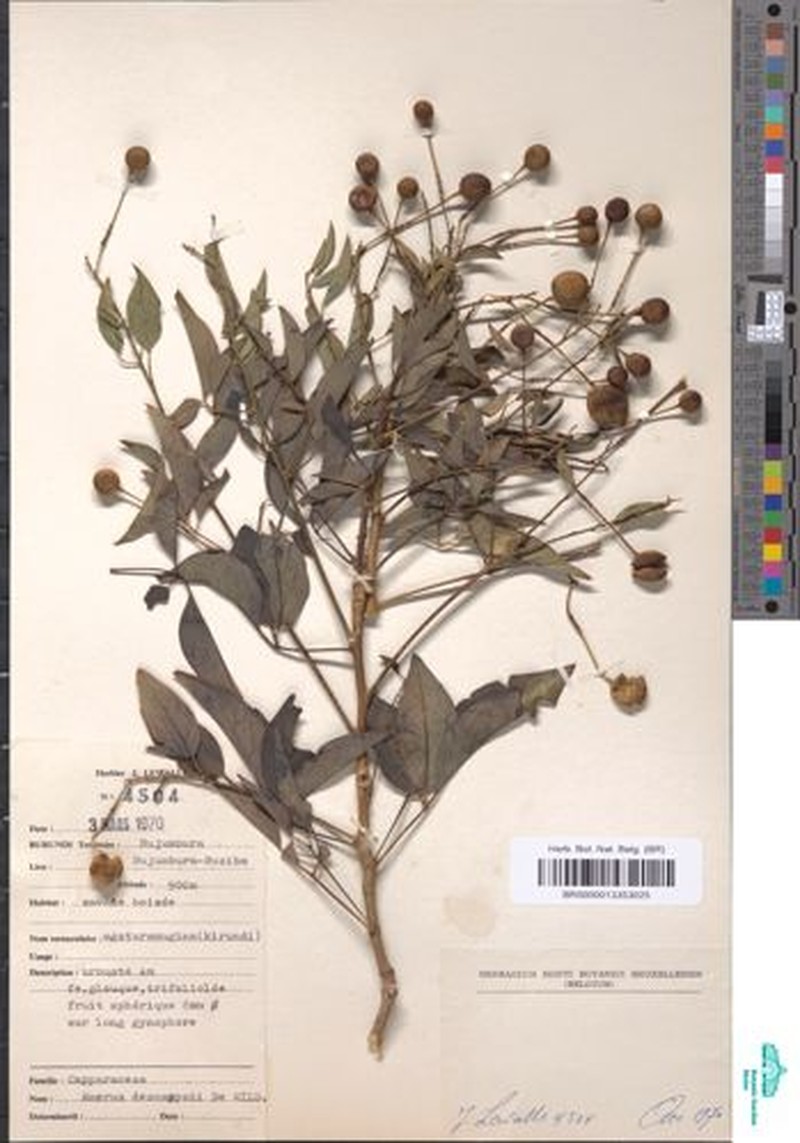 Maerua descampsii photo 3