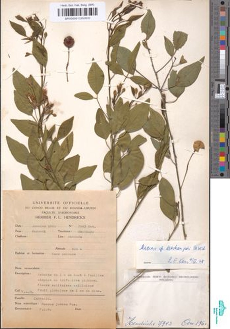 Maerua descampsii photo 4