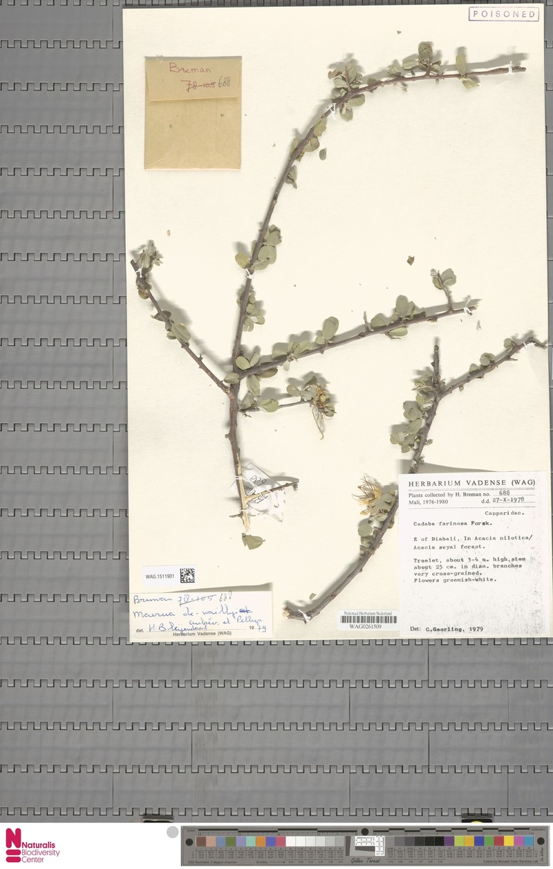Maerua dewaillyi