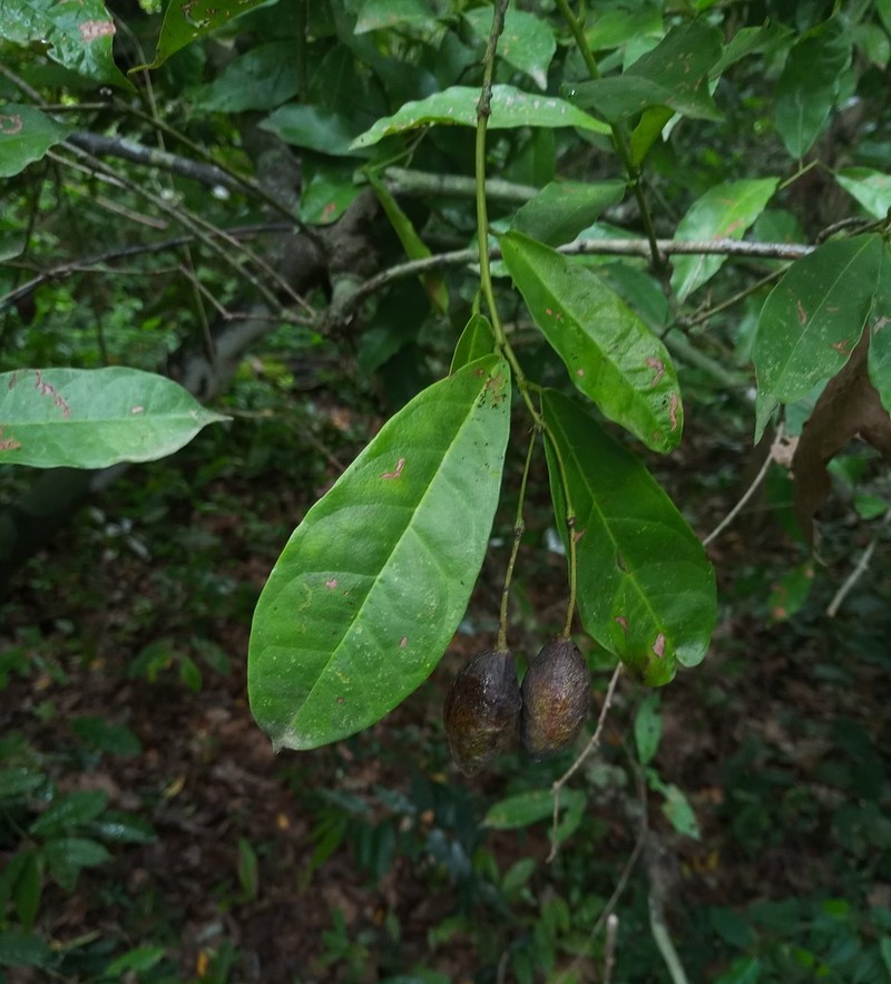 Maerua duchesnei