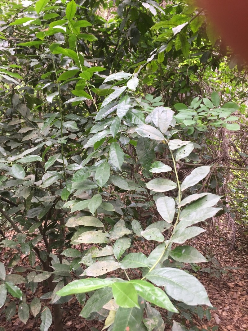 Maerua duchesnei photo 2
