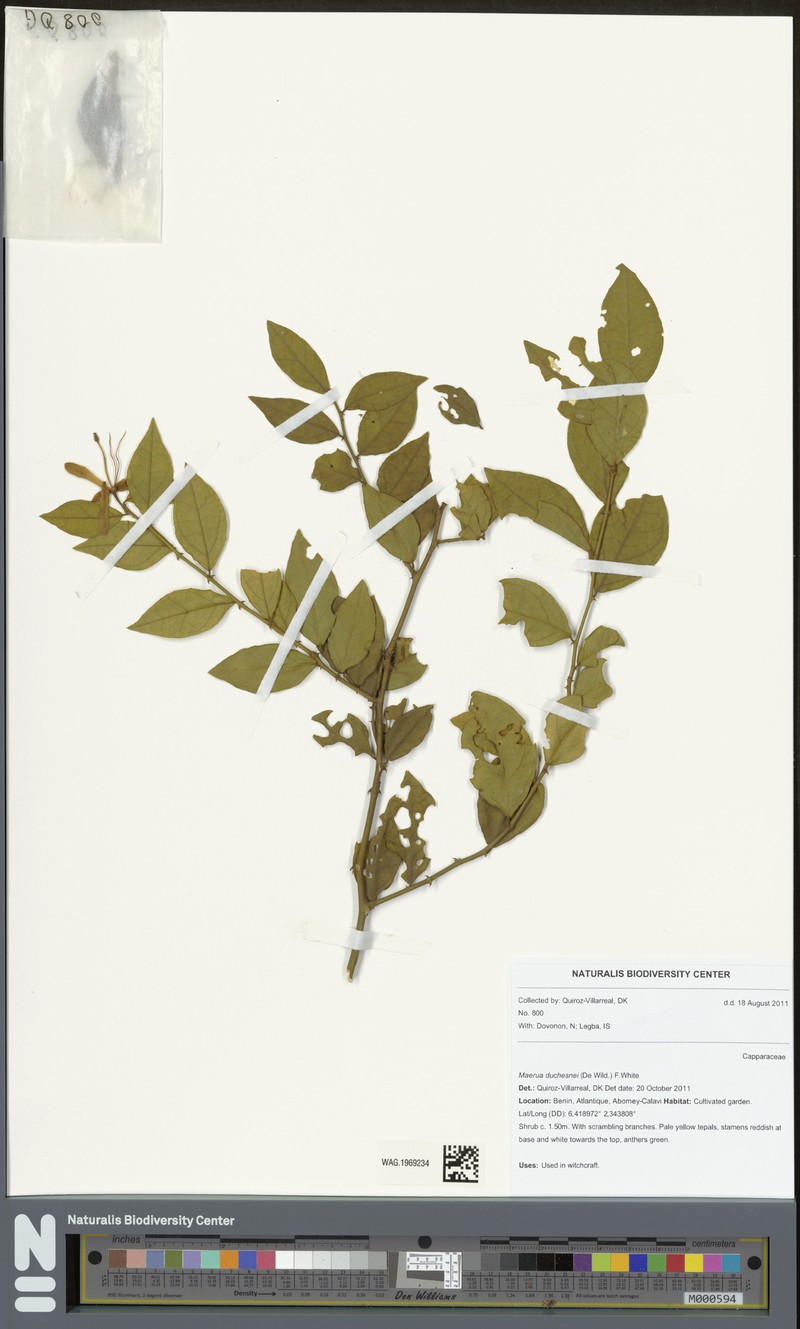 Maerua duchesnei photo 3