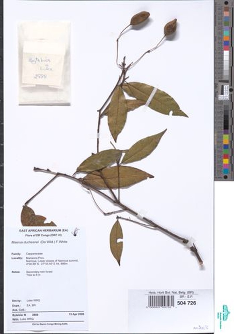 Maerua duchesnei photo 4