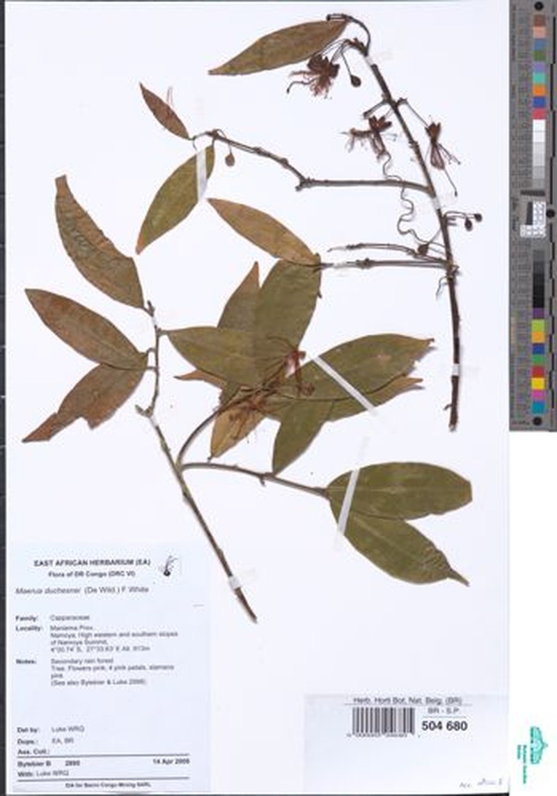 Maerua duchesnei photo 5