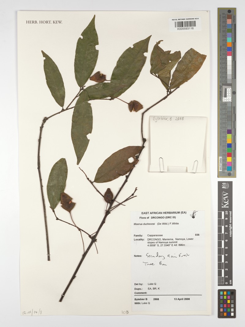 Maerua duchesnei photo 6