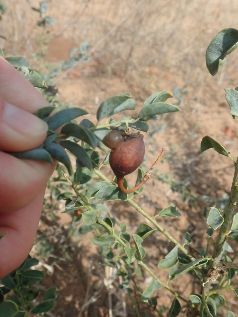 Maerua edulis