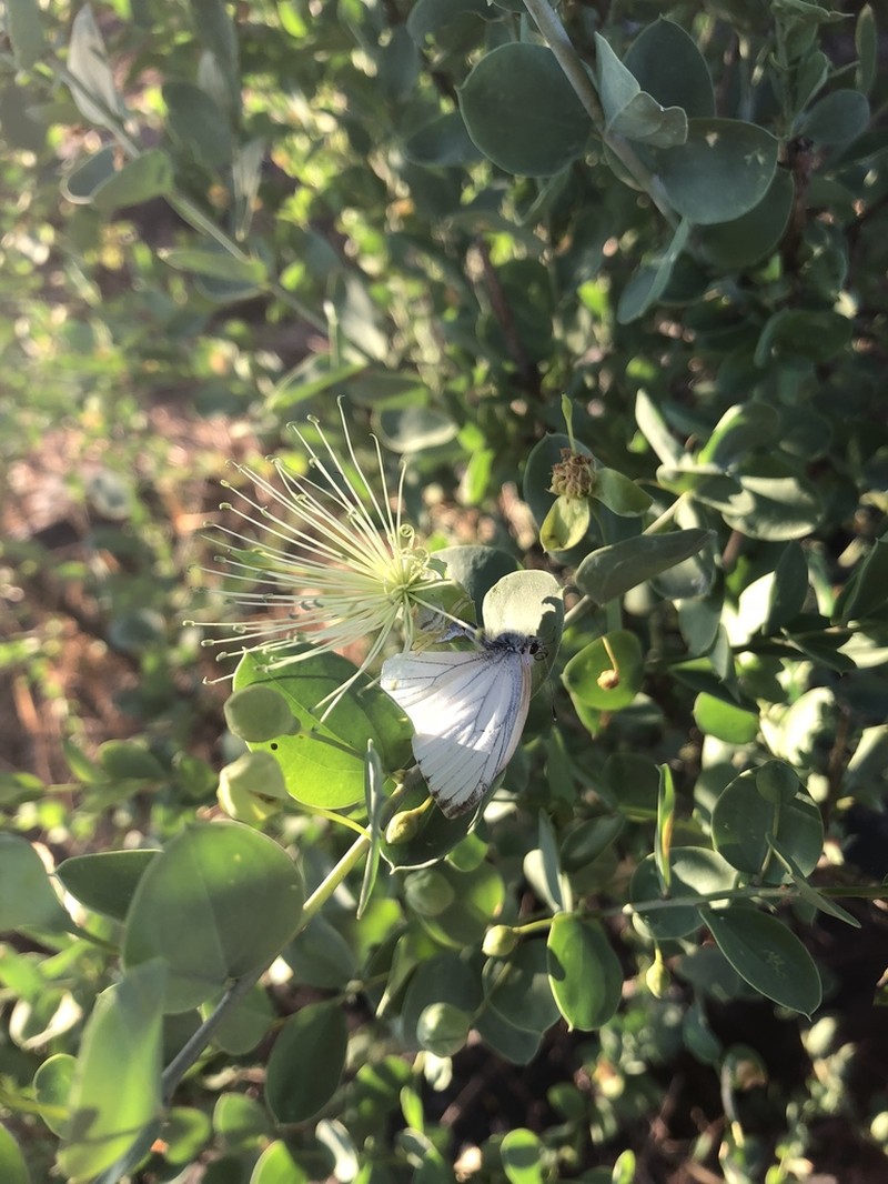 Maerua edulis photo 2