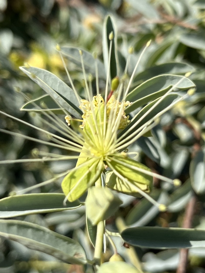 Maerua edulis photo 3