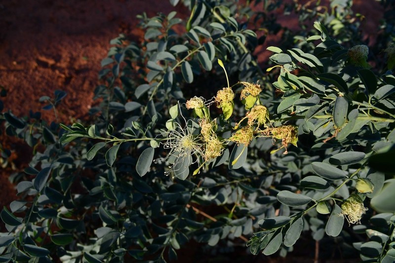 Maerua edulis photo 4
