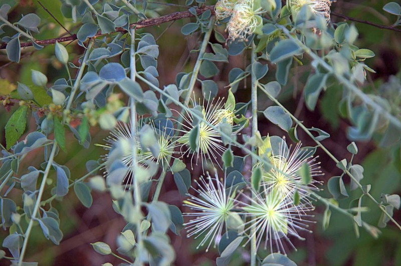 Maerua edulis photo 5