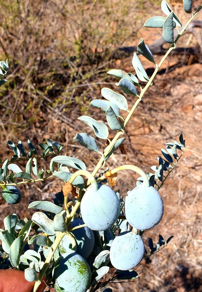 Maerua edulis photo 6