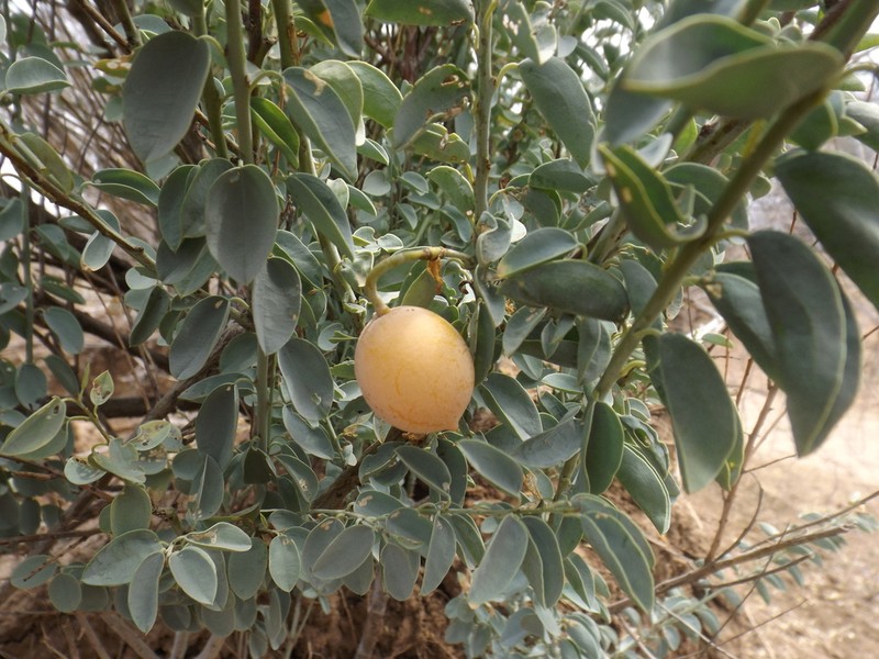 Maerua edulis photo 7