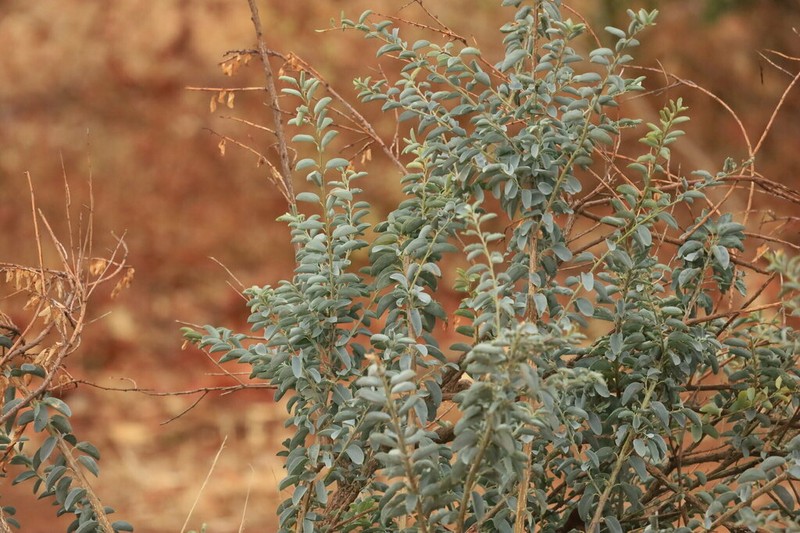 Maerua edulis photo 8