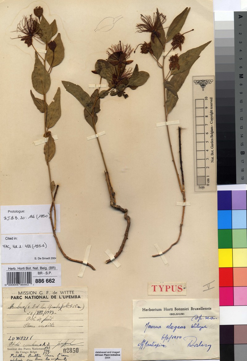 Maerua elegans