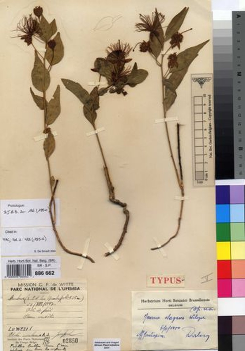 Maerua elegans photo 2