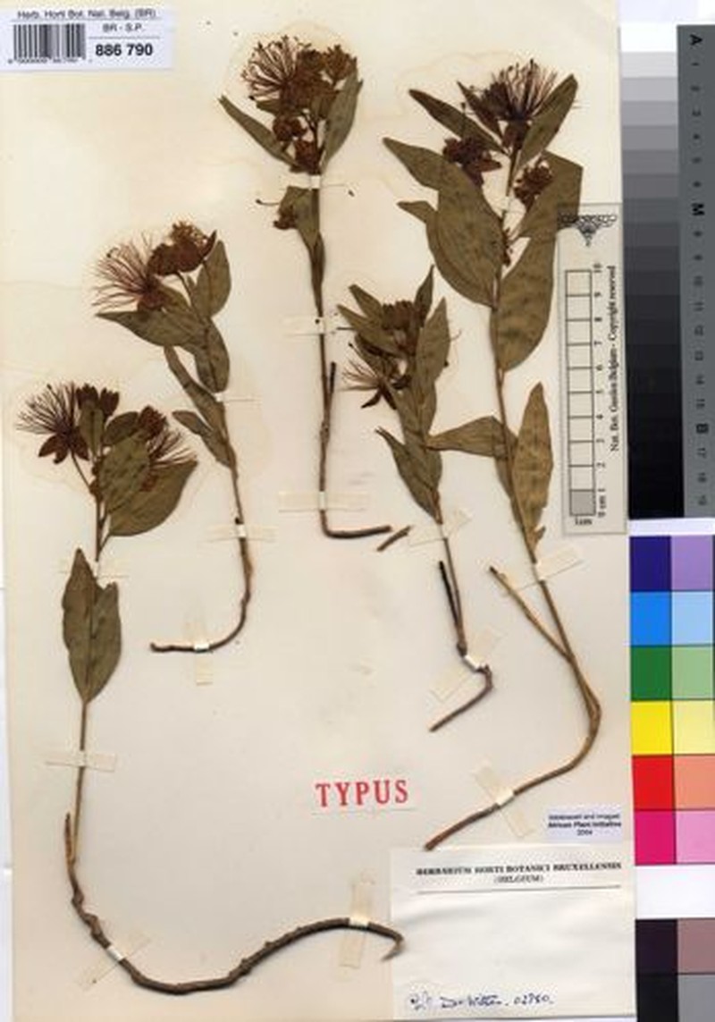 Maerua elegans photo 3