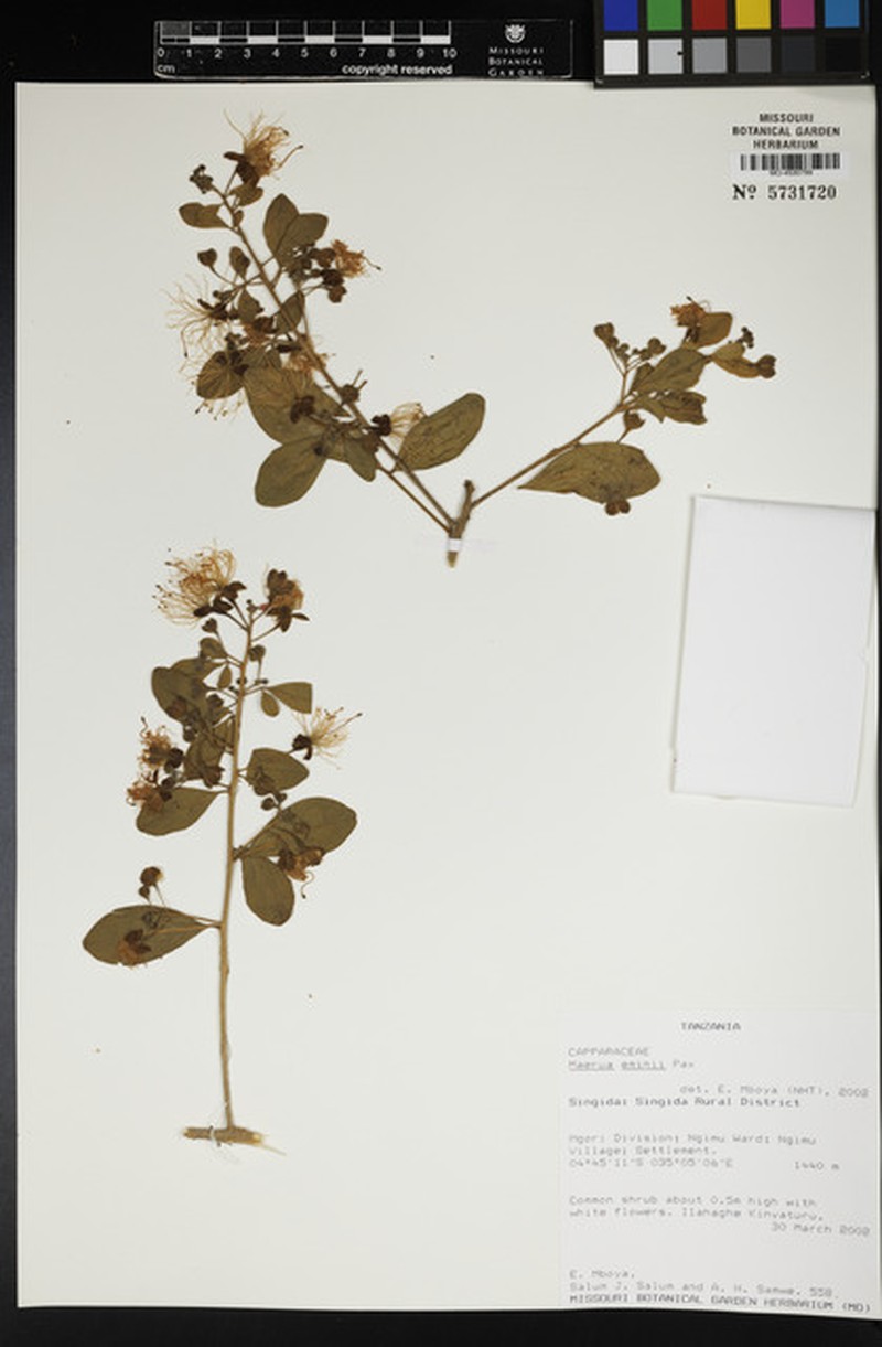 Maerua eminii
