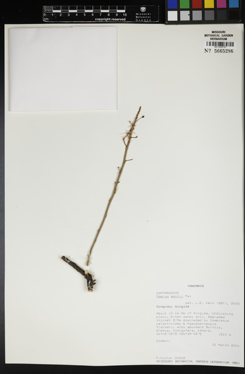 Maerua eminii photo 2