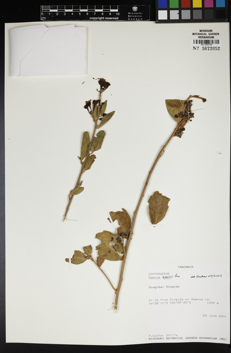 Maerua eminii photo 3