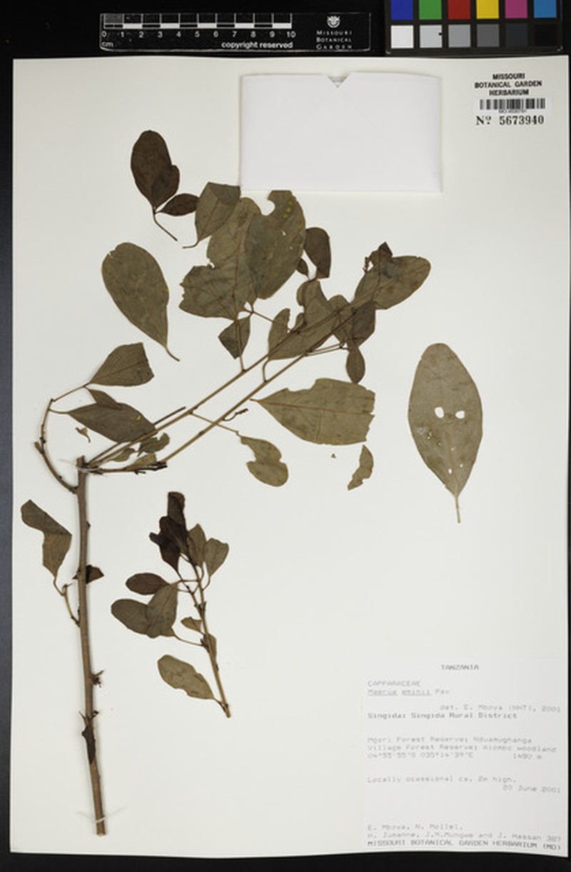 Maerua eminii photo 4