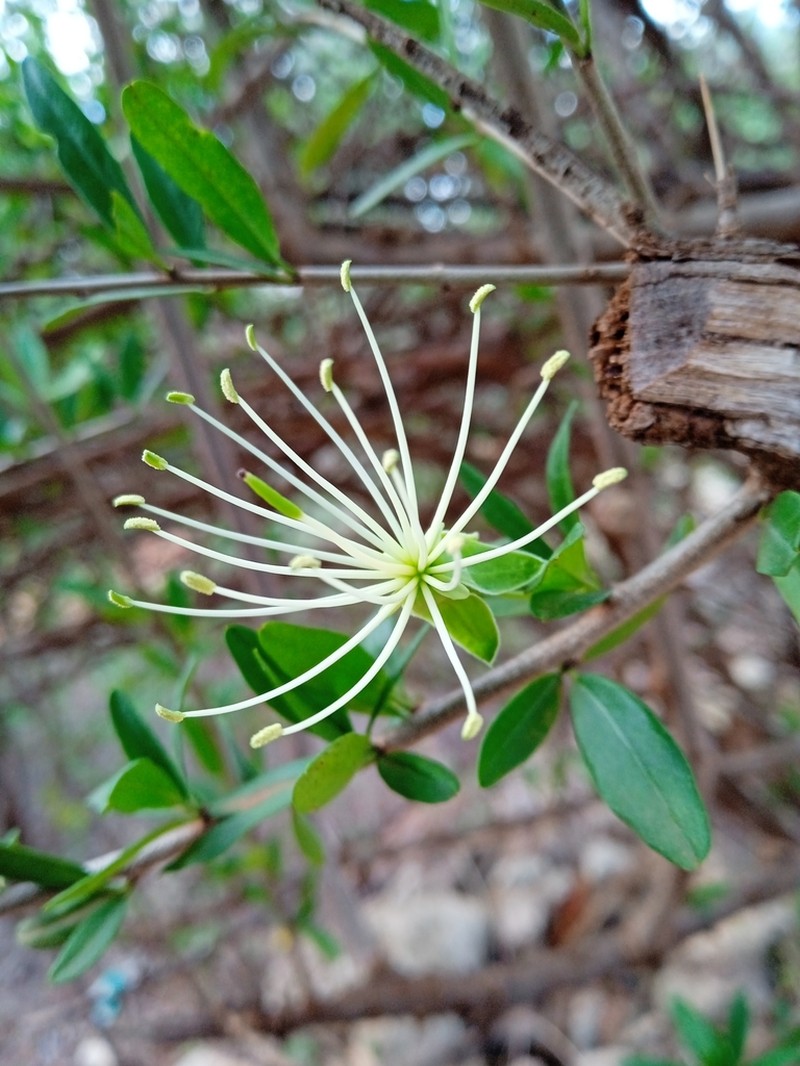 Maerua endlichii