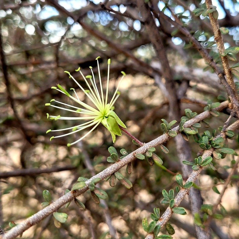 Maerua endlichii photo 2