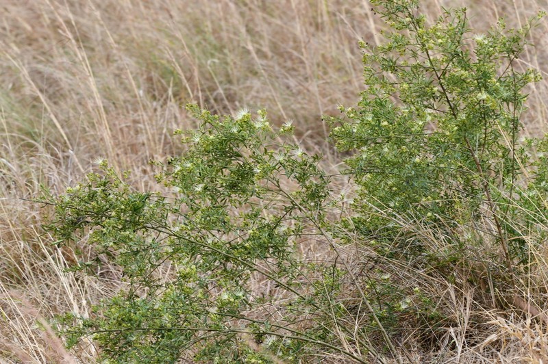 Maerua endlichii photo 3