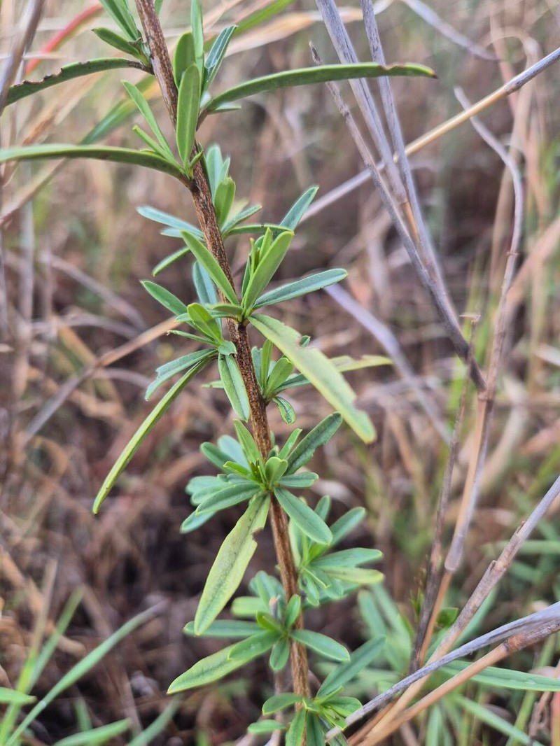 Maerua endlichii photo 4