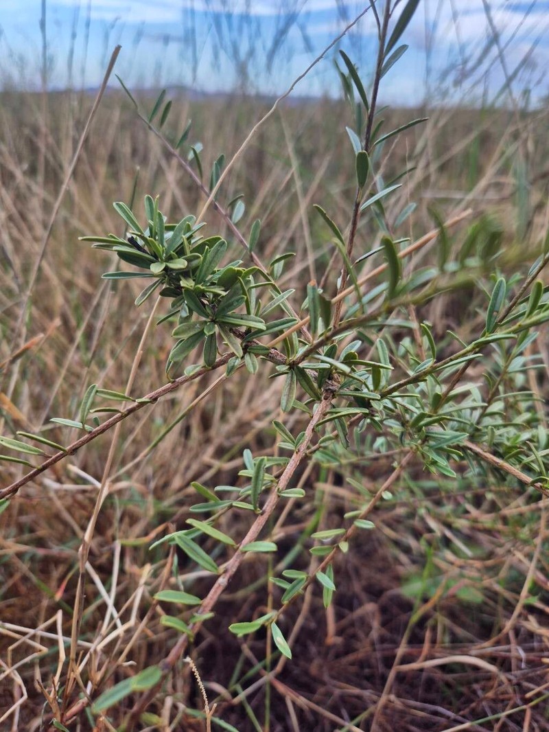 Maerua endlichii photo 5