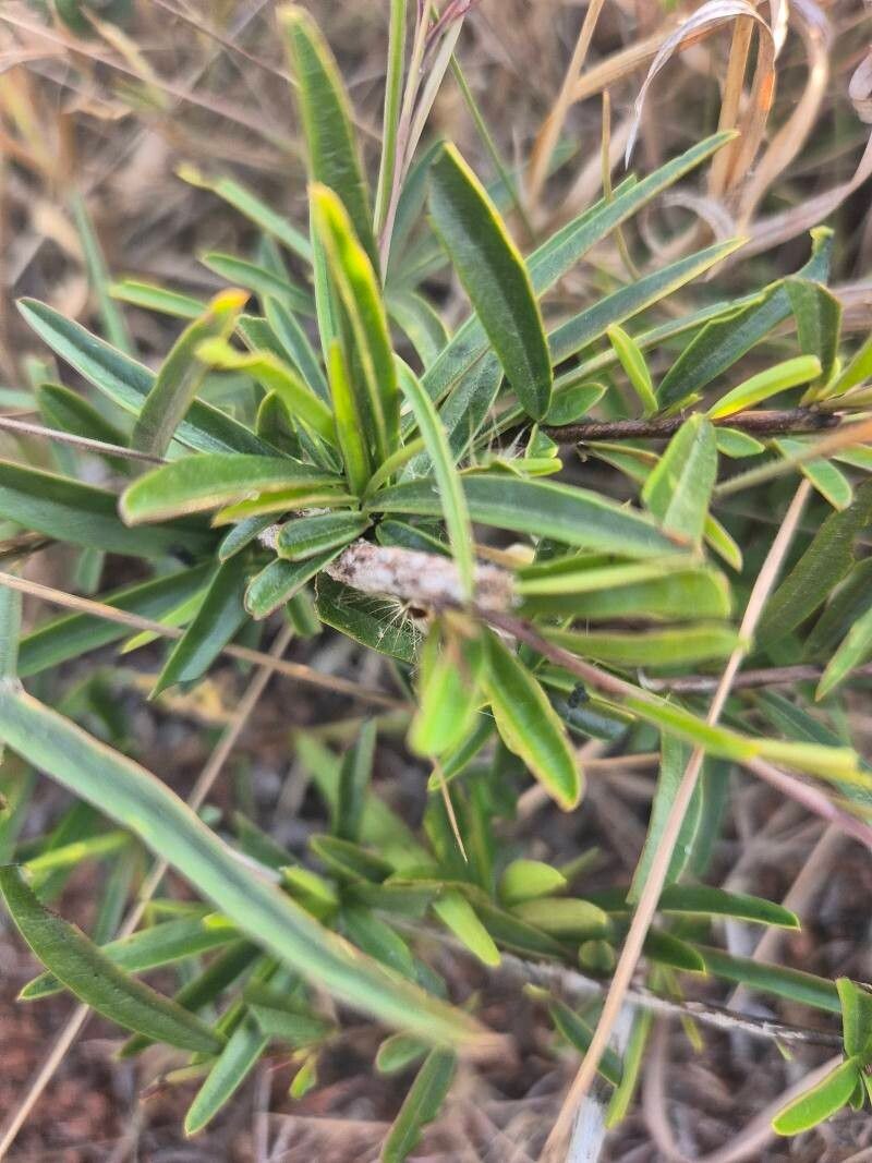 Maerua endlichii photo 6